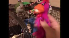 Bird reacts to squecky toy by Funny vids