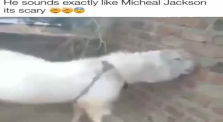 Goat that sounds just like Michael Jackson by Funny vids