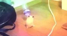 hamster dancing with water bottle by Funny vids