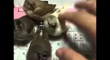 small birds on keyboard by Funny vids