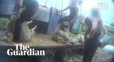 Secret footage reveals animal abuse on English and Scottish sheep farms by Main vegan channel
