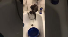 cat doing acrobatics by Funny vids